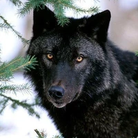 lobo soobin