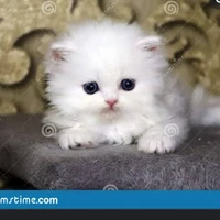 kitty