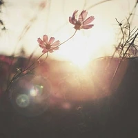 ซิน