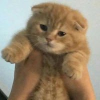 นีโม่