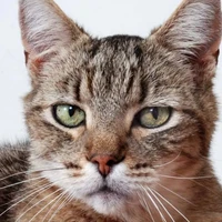 catjiro dad