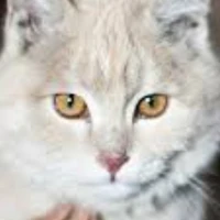 catjiro mom