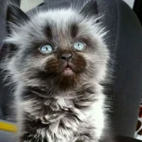 fl/kitty