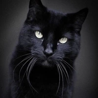 เซ็น(แมวของชิน+พ.อ)