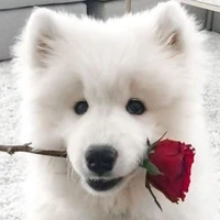 แอดโบ้เอง