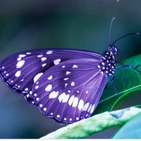 🦋Butterflies🦋