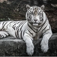 🐯Tager🐯