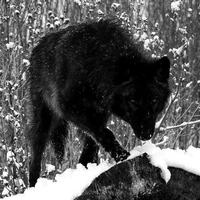 Transformação de lobo