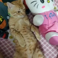 แอดเนเน่🥰
