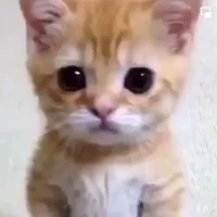 แมวตัวนี้เป็นได้ทุกอย่าง