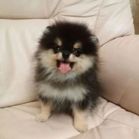 ❣puppy❣