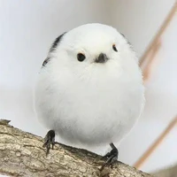 แอด