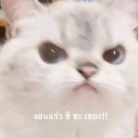 เค เอ อี เอ็ม!!?