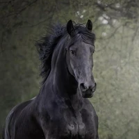 Mia(fl pet horse)