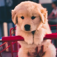 ঞMaike🐶