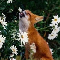 ঞKurama🦊