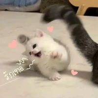 เเอดเองคร้าบ👑💗