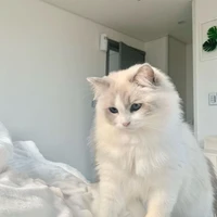 มีย่า~😺