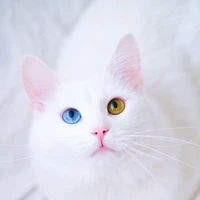 Yuki