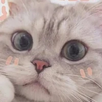 ชิยะ(แมวสุดรักของเฝย)