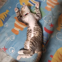แอดเองไง