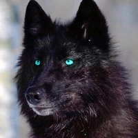 hana (lobo)