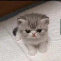 กราฟฟิค​