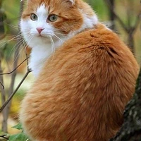 อาเมะ(แมวน.อ)