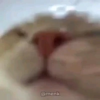 แมวเก2