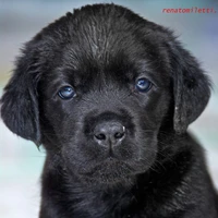 puppy