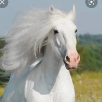 prissesa