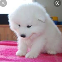 pipoca