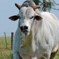 Bartolomeu