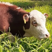 Dandara