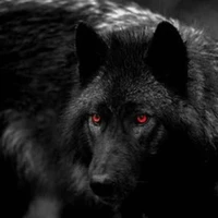 Taizon ×lobo×