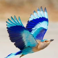 Birdie
