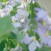 unknown~1