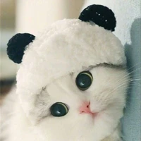 chaton