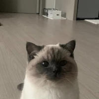 ยิสุ