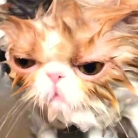 แมว