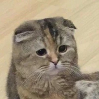 แอดมิน🐈