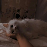 มิส(แมว)