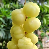 แอด