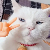 ม๊าไอนัท