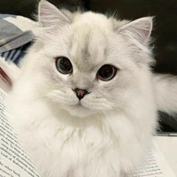 gatinho(yo)