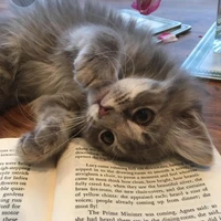 kawa(cat)