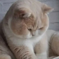 พวกพระเอก