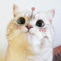 เเอดเองจ้า