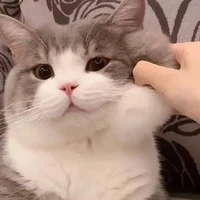 ชาเขียว(แมว)