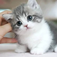 your cute and innocent authorshi